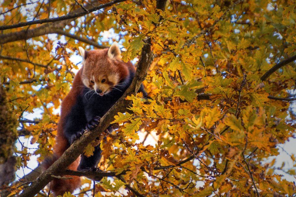 Climbs animal world mammal