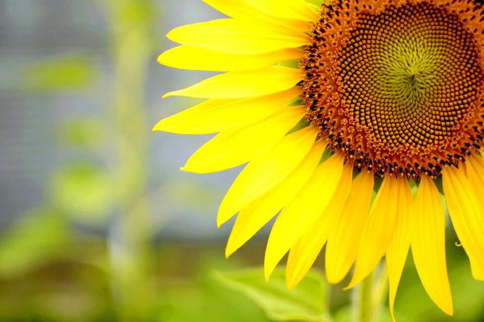 Summer flower summer yellow