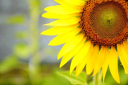 Summer flower summer yellow