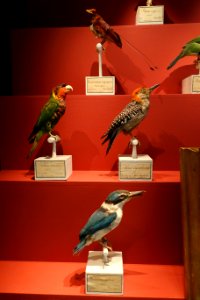 Gustaf von Paykull's birds, donated in 1819 - Swedish Museum of Natural History - Stockholm, Sweden - DSC00610