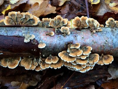 Forest nature mushroom