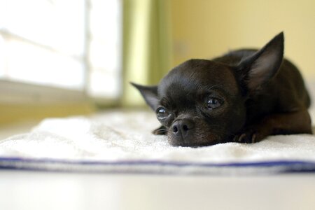 Pets animal animals