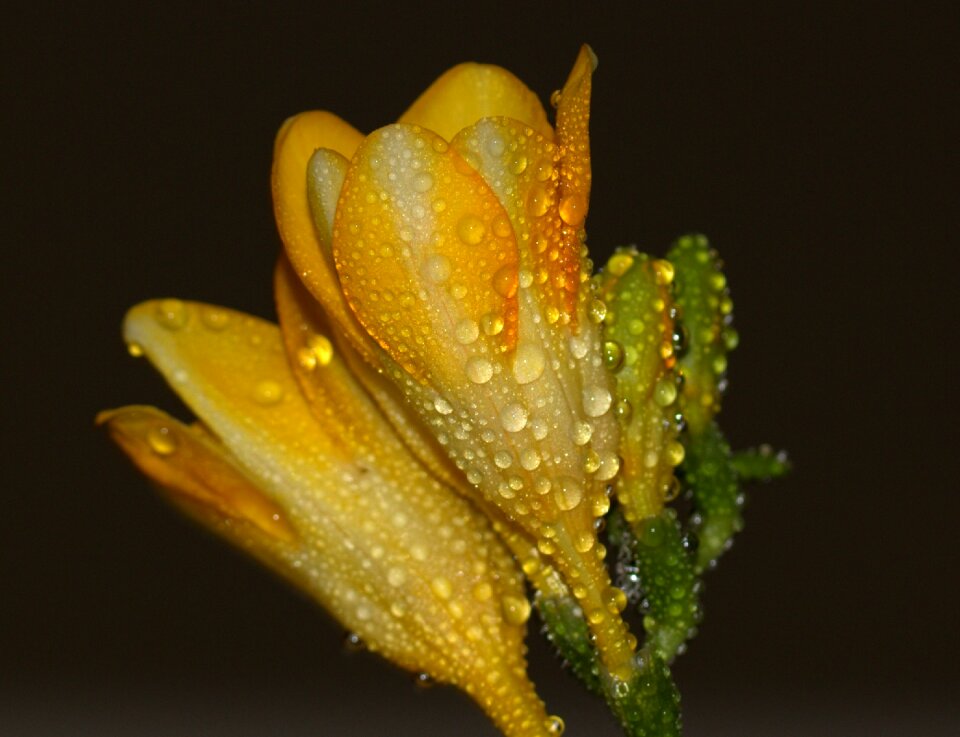 Drops plant flower