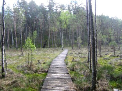 Gurakalnė bog