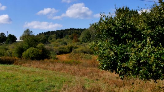 GusenburgNaturschutzgebietEiderbruchH4a