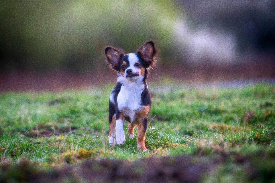 Pet nature purebred dog