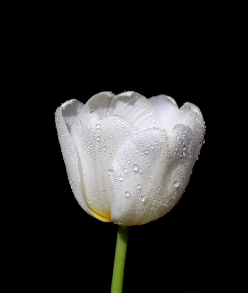 Drops beauty spring