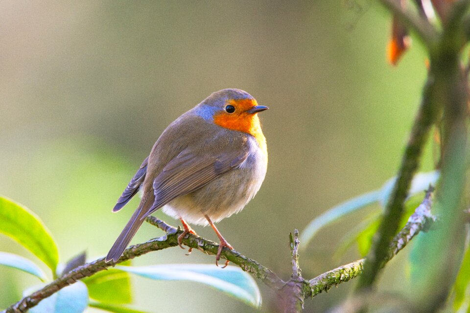 Garden songbird nature