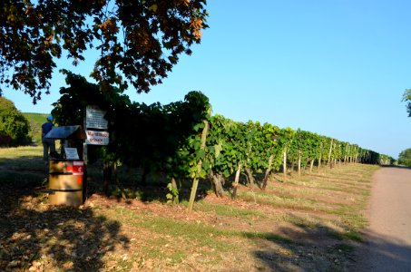 Guldental Heddesheim, Mundraub-Weinberg