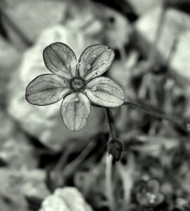 Grayscale drops petals