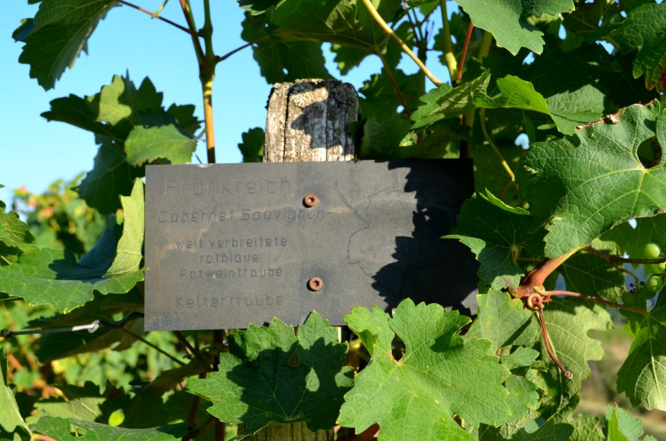 Guldental Heddesheim, Mundraub-Weinberg, Schild