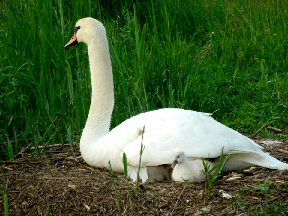 Cygnet schwimmvogel fluffy