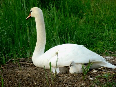Cygnet schwimmvogel fluffy