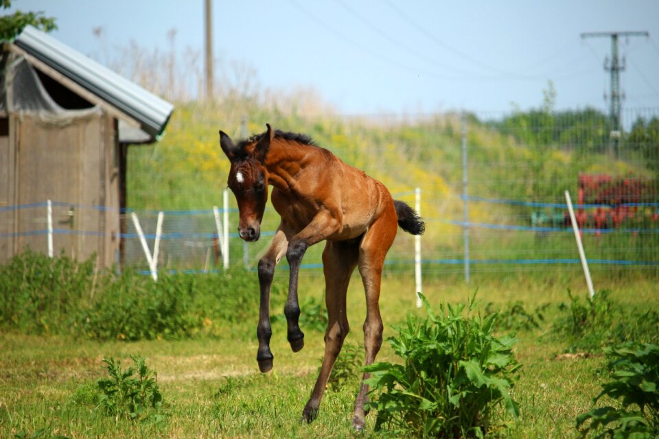 Brown mold thoroughbred arabian pasture