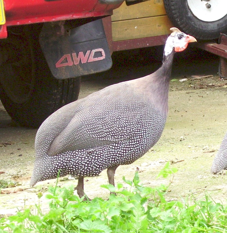 GuineaFowlBedfordshire