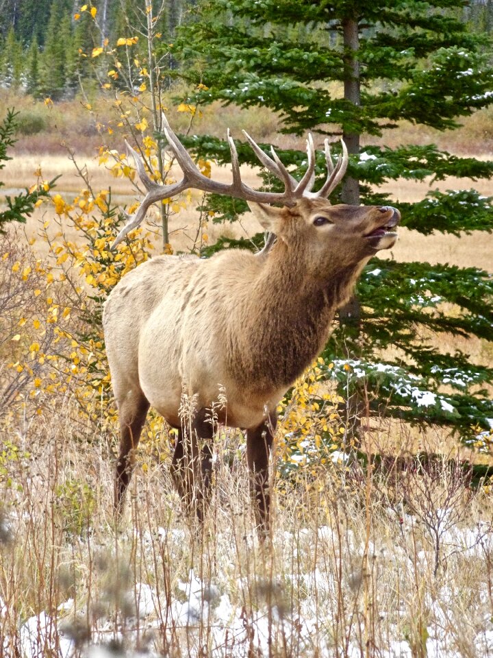 Wildlife antlers male