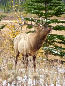 Wildlife antlers male photo