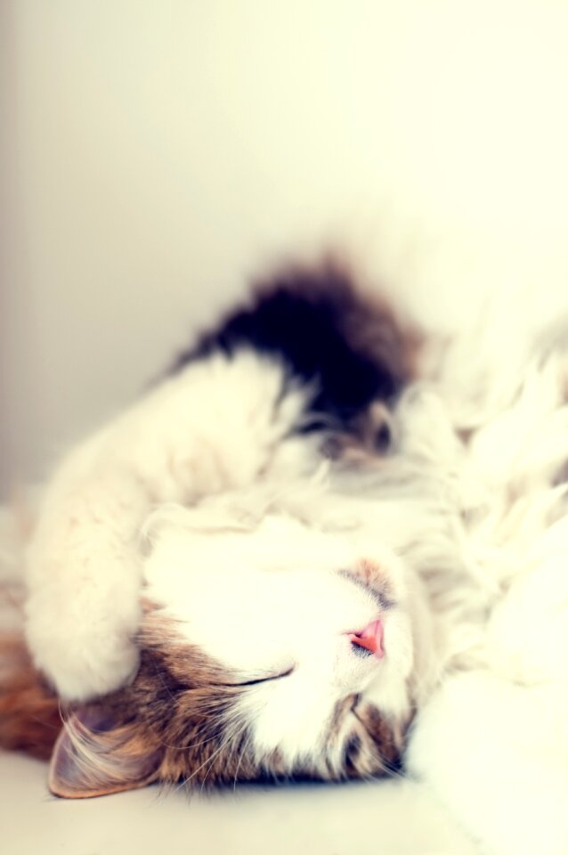 Pet cute kitten