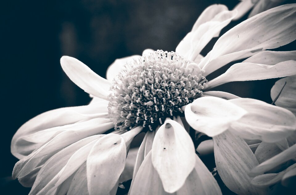 Blossom bloom plant photo