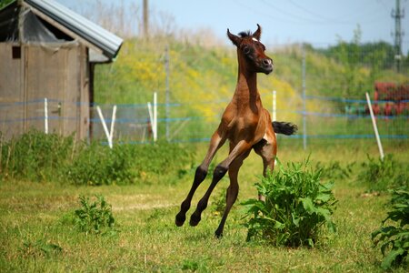 Brown mold thoroughbred arabian pasture
