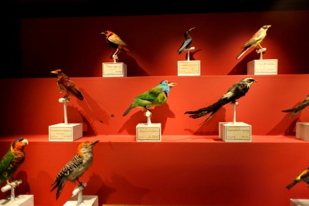 Gustaf von Paykull's birds, donated in 1819 - Swedish Museum of Natural History - Stockholm, Sweden - DSC00605