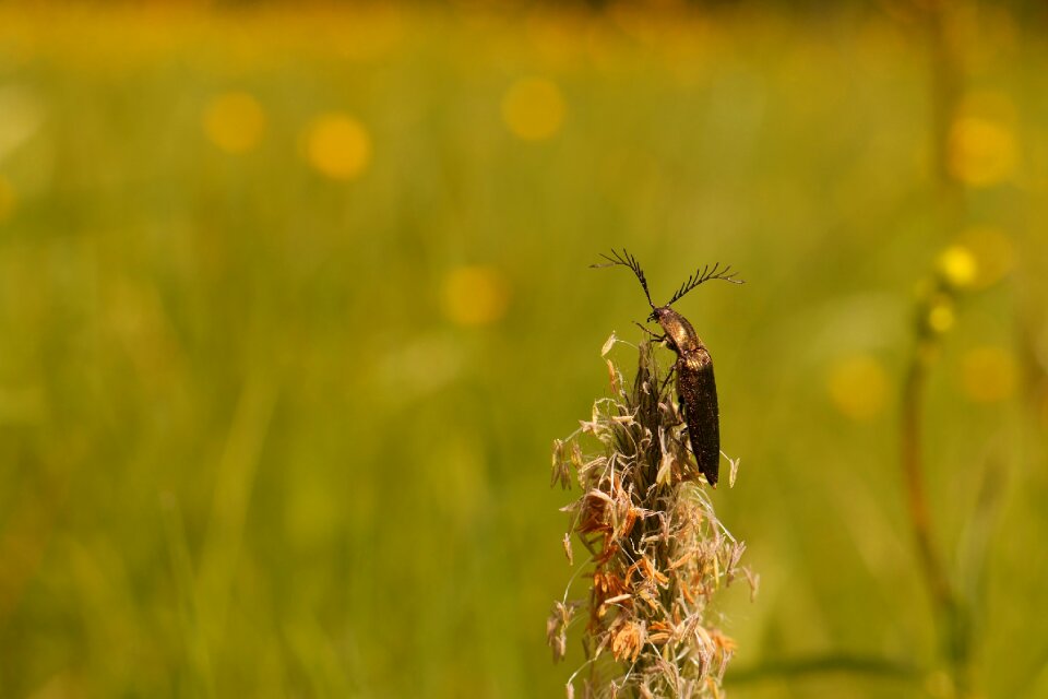 Nature close up view insect nature