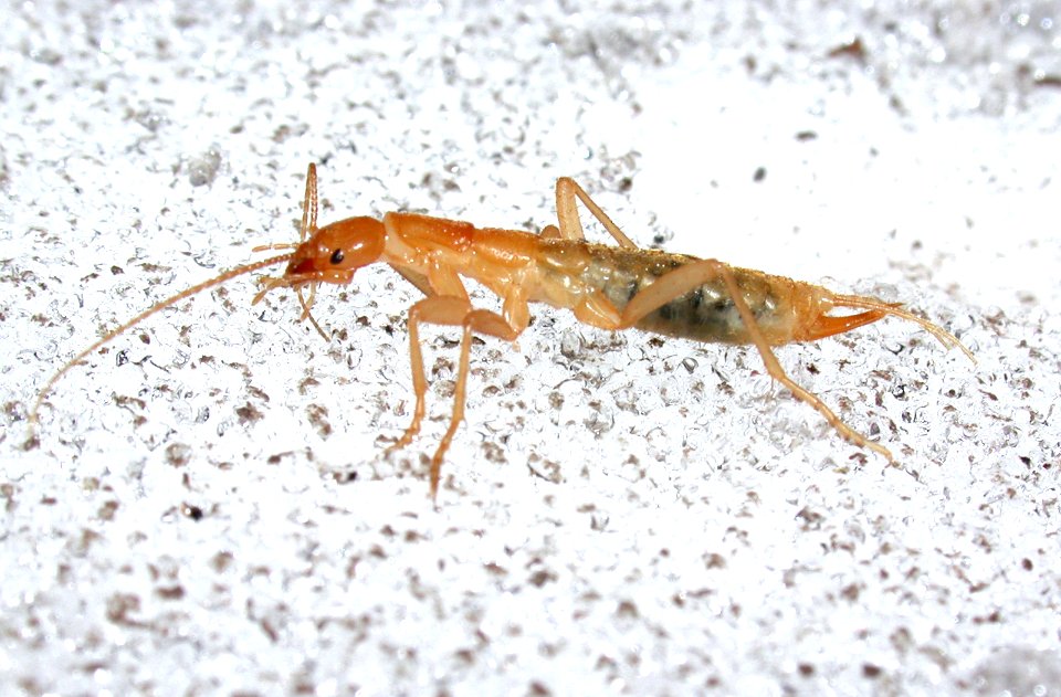 Grylloblattidae