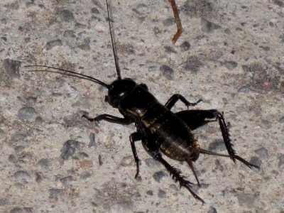 Gryllus bimaculatus (Mediterranean field cricket), Skala Kalloni, Lesbos, Greece