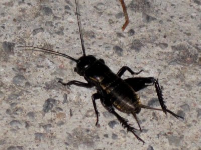 Gryllus bimaculatus (Mediterranean field cricket), Skala Kalloni, Lesbos, Greece photo