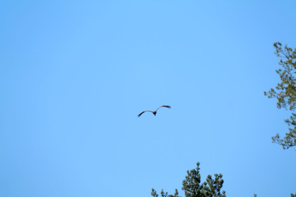 Grus grus flying Spandauer Forst 2020-04-14 01
