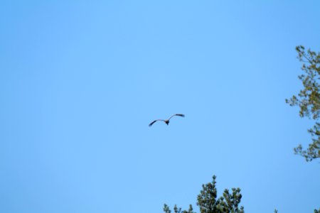 Grus grus flying Spandauer Forst 2020-04-14 01