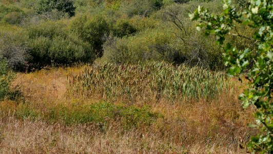 GusenburgNaturschutzgebietEiderbruchH5a