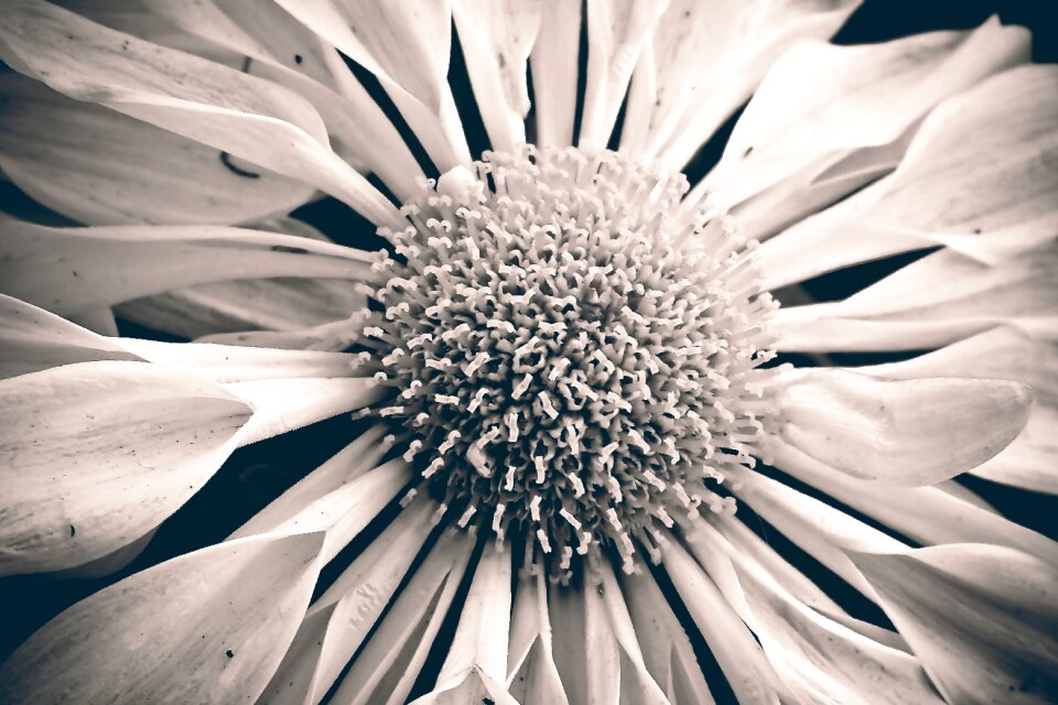 Blossom bloom plant