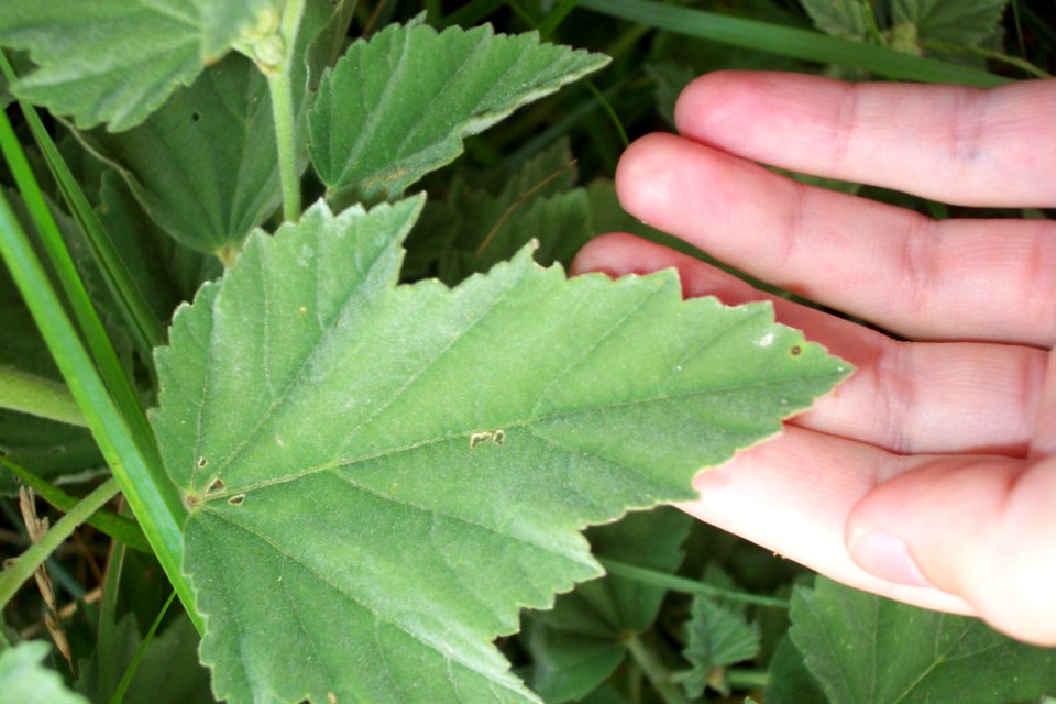 Guimauve officinale (3)a