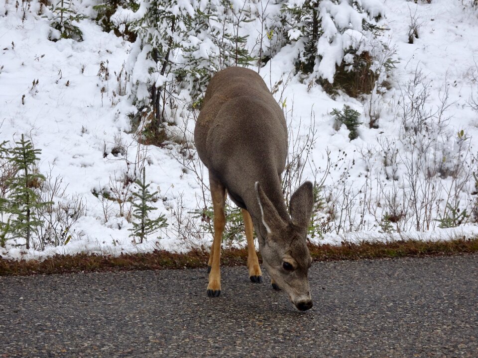 Wildlife cervidae canada