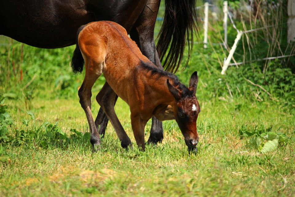 Thoroughbred arabian brown mold meadow