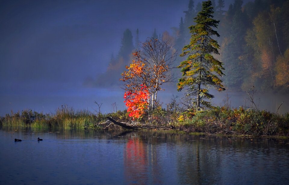 Autumn leaves water lake