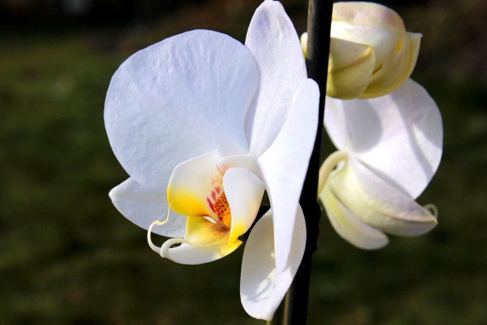 White yellow blossom bloom
