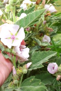 Guimauve officinale (2)a