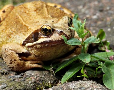 Amphibians pond inhabitants weed