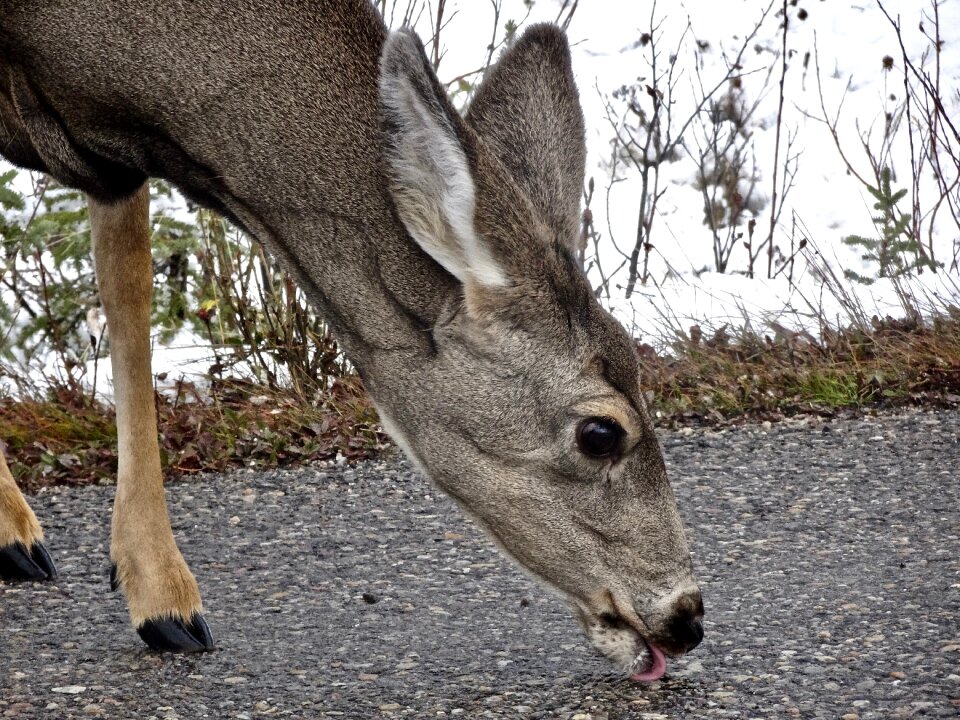 Wildlife cervidae canada