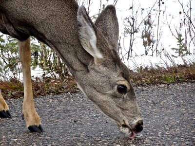 Wildlife cervidae canada photo