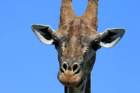 Head face detail