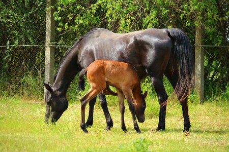 Thoroughbred arabian rap suckling