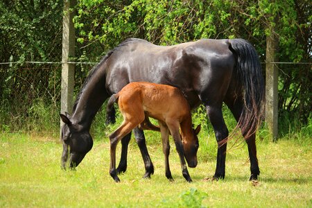 Thoroughbred arabian rap suckling photo