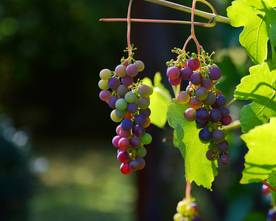 Wine winegrowing grapevine