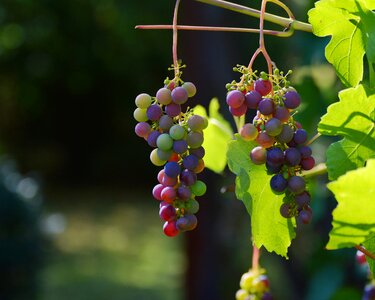 Wine winegrowing grapevine photo