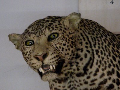 Guepard au Musée de la Chasse et de la Nature