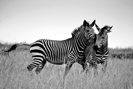 Safari wildlife animal photo