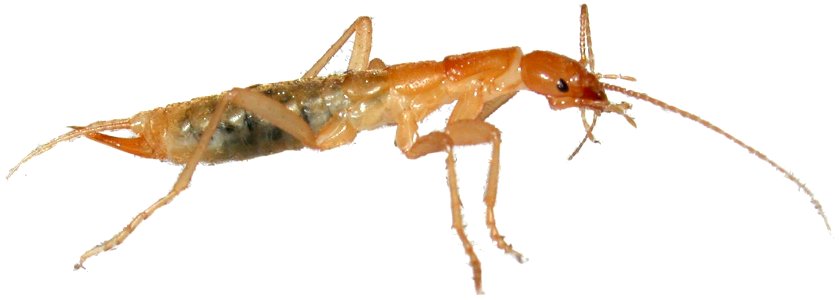 Grylloblattidae (white background)